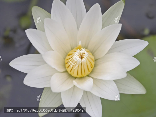 白蓮花