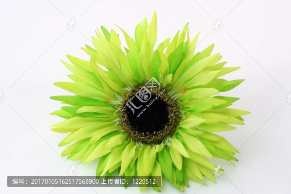 雛菊
