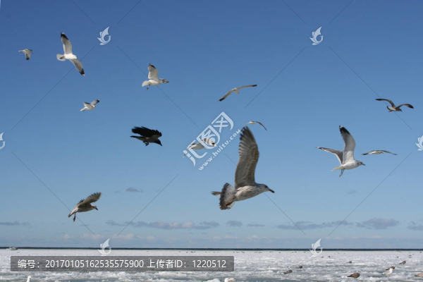 天空中的鳥
