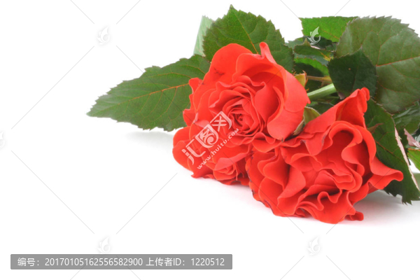 一束紅玫瑰