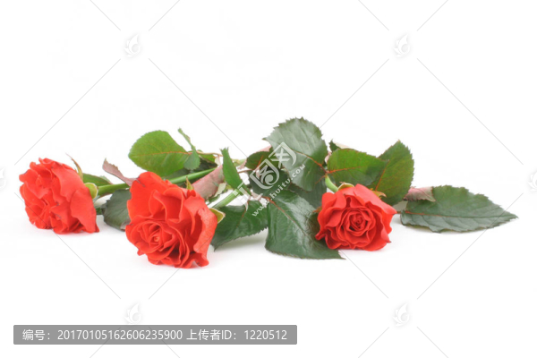 三美麗的紅色
