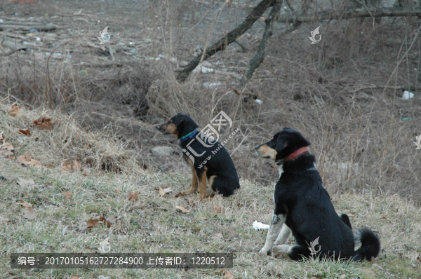 兩只狗-匯圖網(wǎng) www.fosd68.com 兩只狗