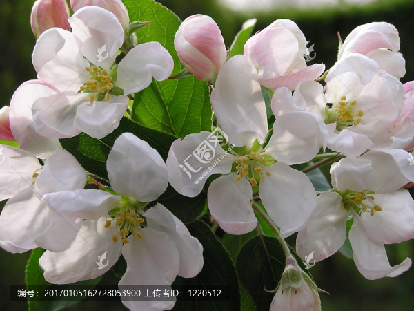 蘋果花