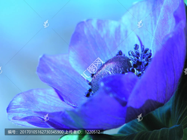 法國銀蓮花