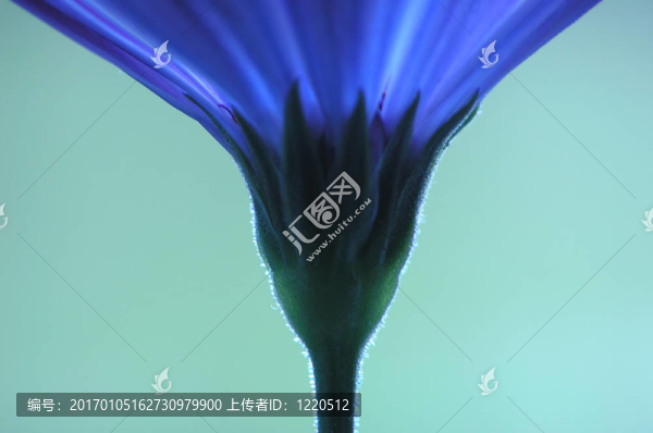 藍(lán)色的花