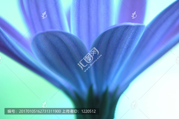 藍色的花