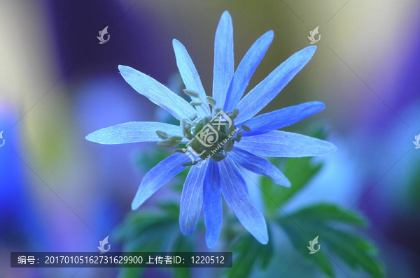 藍(lán)色的花