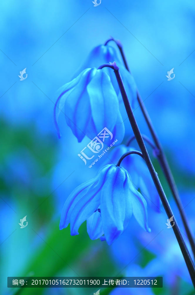 藍(lán)色的花