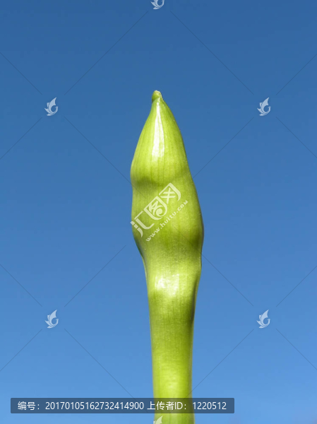 daffpdil芽