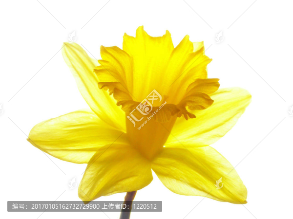 復活節(jié)的水仙花