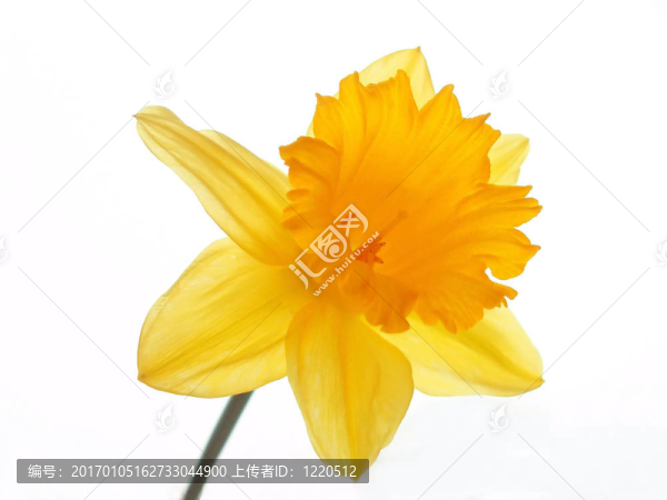復(fù)活節(jié)的水仙花