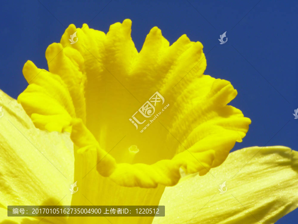 復(fù)活節(jié)的水仙花