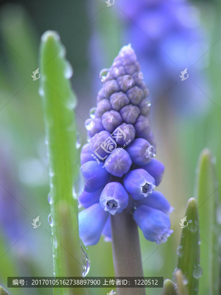 珍珠藍色風信子