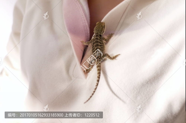 小胡子的龍