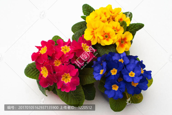 花spring_1