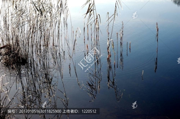 蘆葦