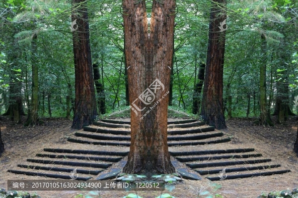在樹林里的樓梯