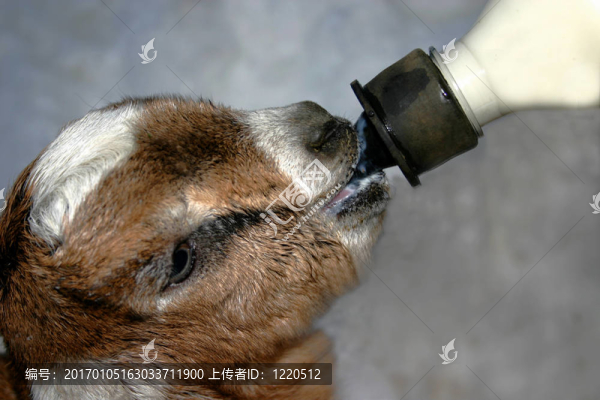 新生的努比亞