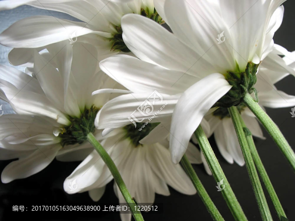 白色的雛菊