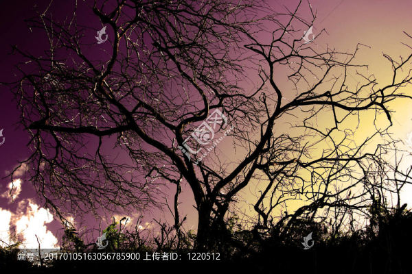 風(fēng)暴的樹