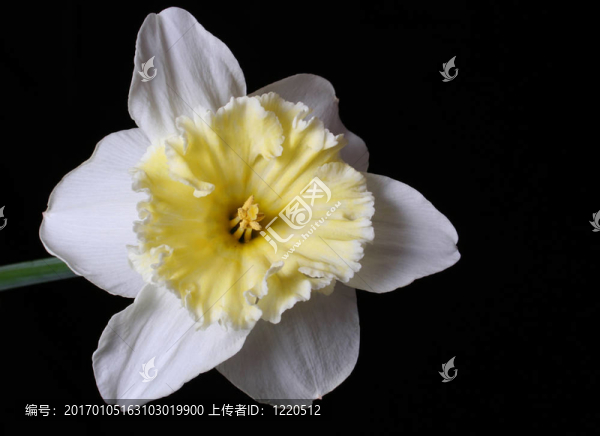 水仙花
