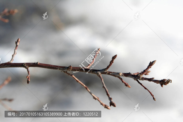光禿禿的樹枝
