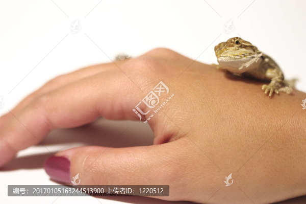 小胡子的龍