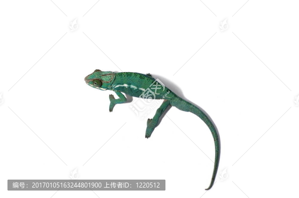 變色龍
