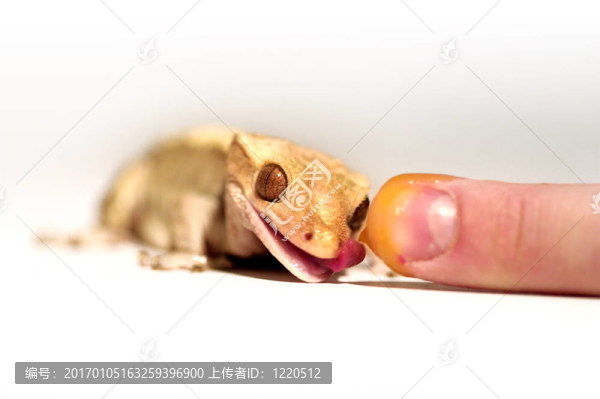睫角守宮
