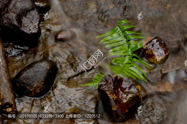 水和Fern,Frond