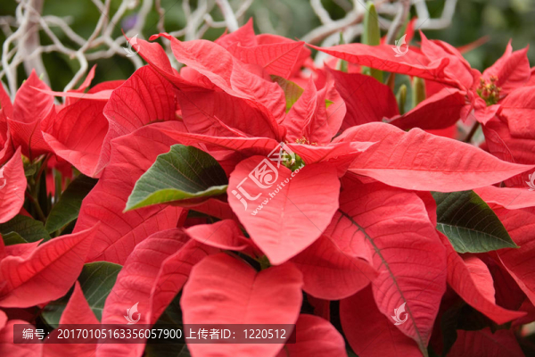 花004
