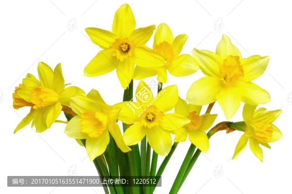 水仙花