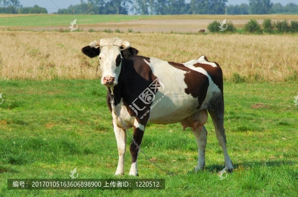 牛