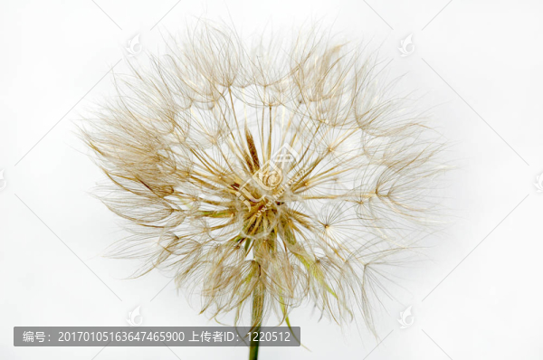 蒲公英花2