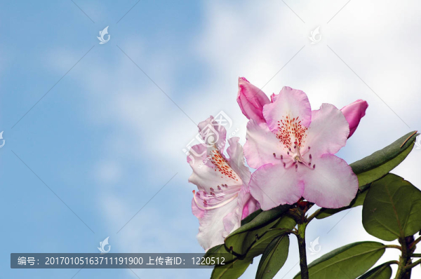 花和天空