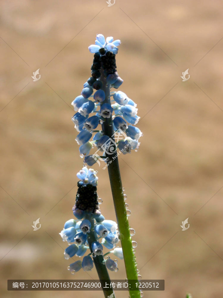 春天的藍色的花