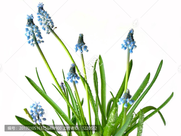 藍(lán)色的春天的花朵