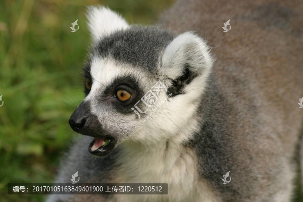 環(huán)尾狐猴