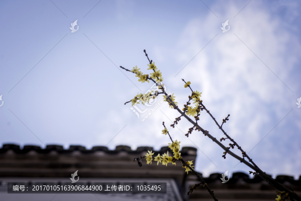 臘梅花