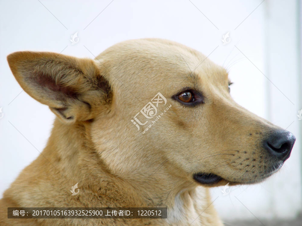 狗