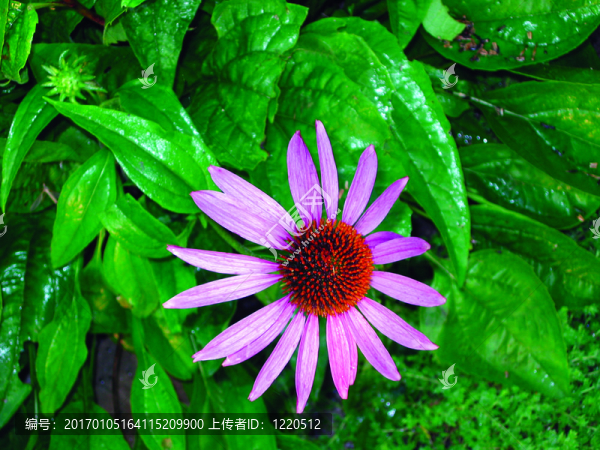 紫錐花