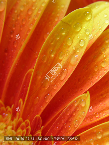 液滴在非洲菊