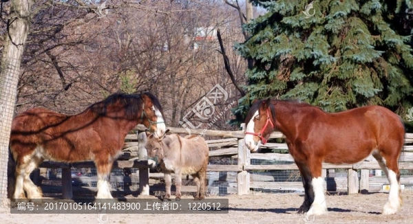 馬和Donkey