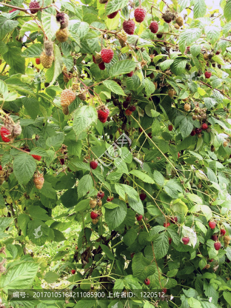 覆盆子-匯圖網(wǎng) www.fosd68.com 覆盆子