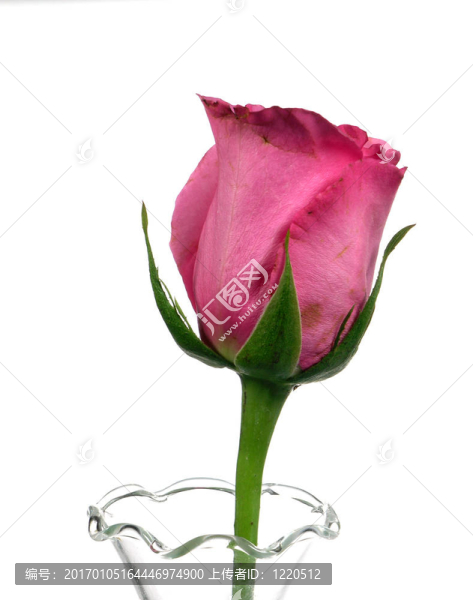 孤立Pink,Rose