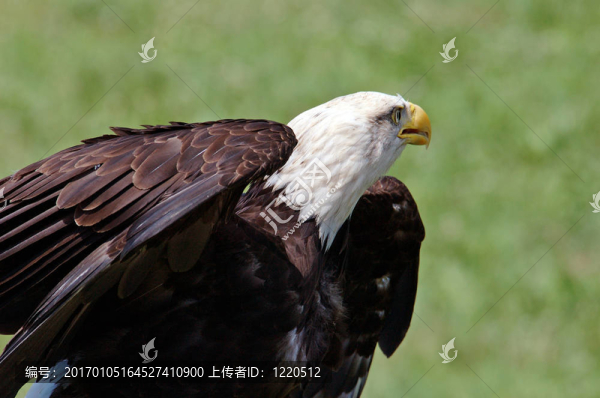 禿頭鷹