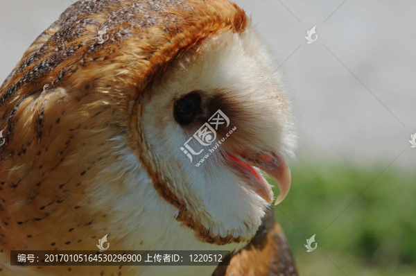 谷倉貓頭鷹