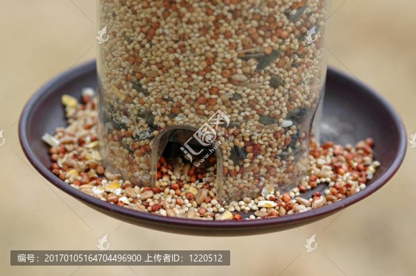 春天的鳥籠