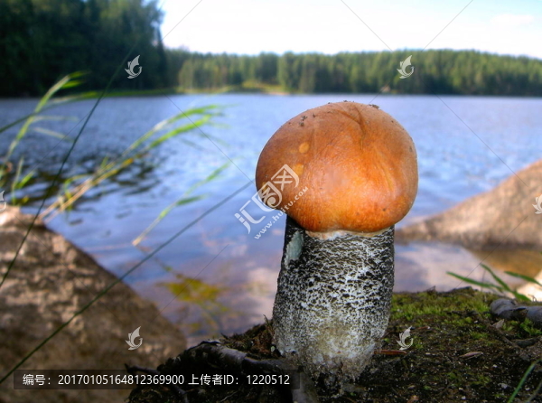 食用菌