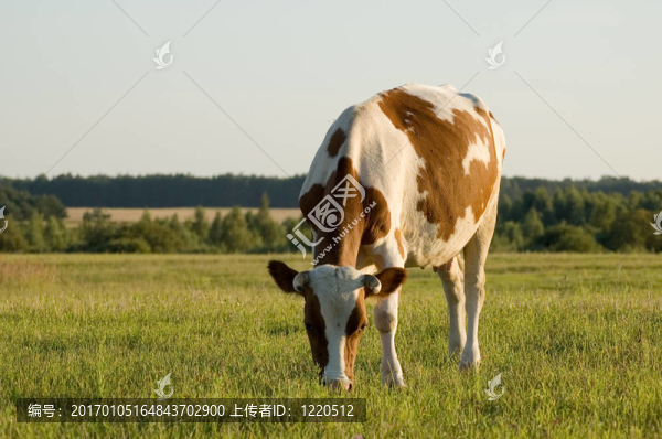 奶牛